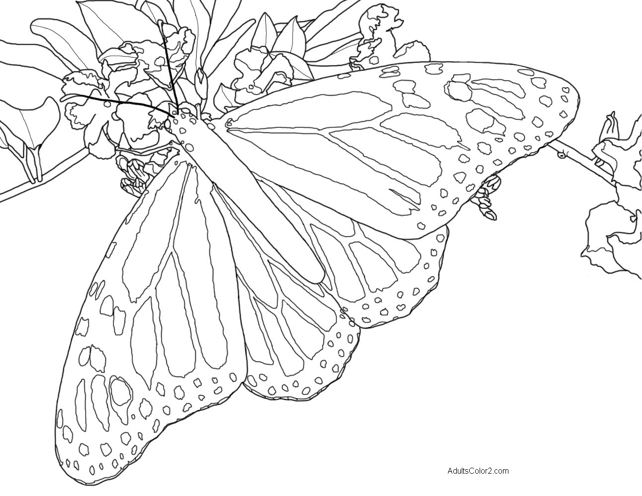 Butterfly coloring pages airborne art