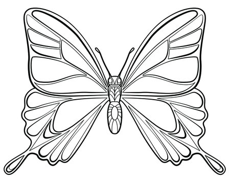 Butterfly coloring page images â browse photos vectors and video