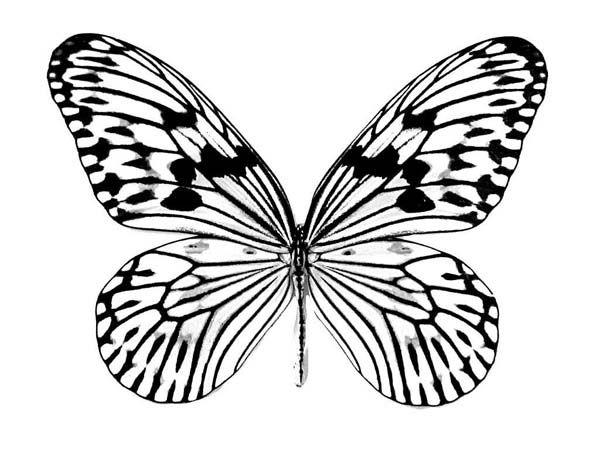 Realistic butterfly drawing coloring page