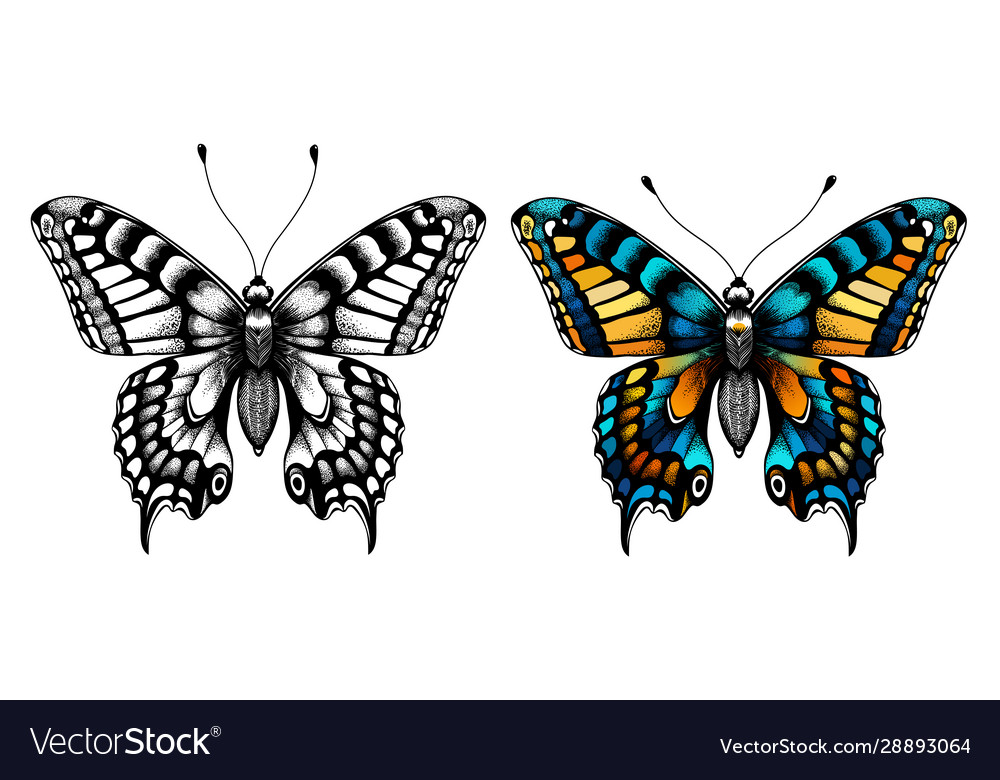 Two butterflies kids coloring page royalty free vector image