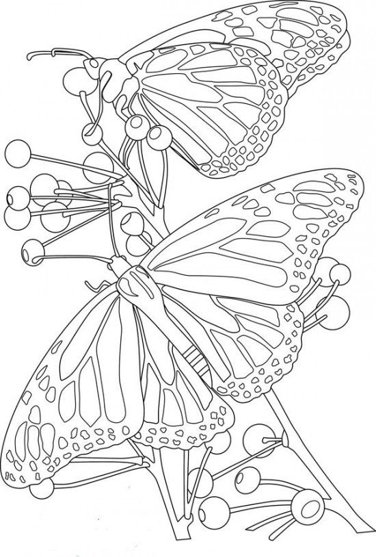 Flowers and butterflies coloring pages picture x picture butterfly coloring page flower coloring pages coloring pictures