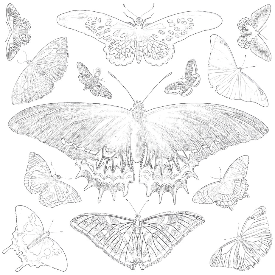 Vintage butterfly coloring page