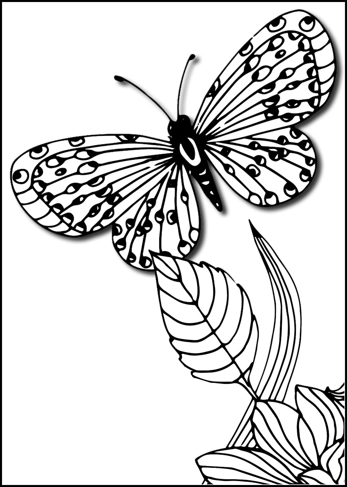 Large print butterflies