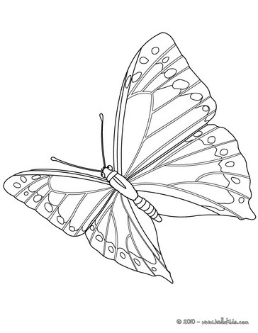 Gulf butterfly coloring pages