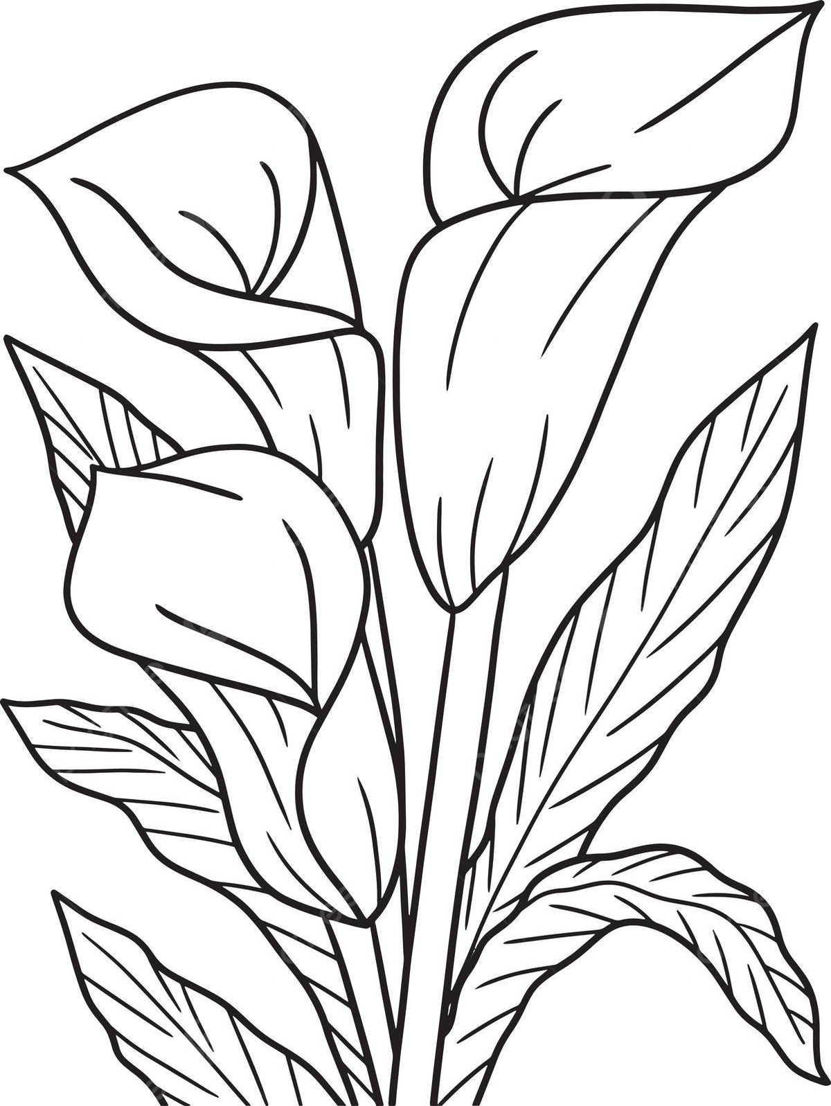 Lilies flower coloring page png transparent images free download vector files