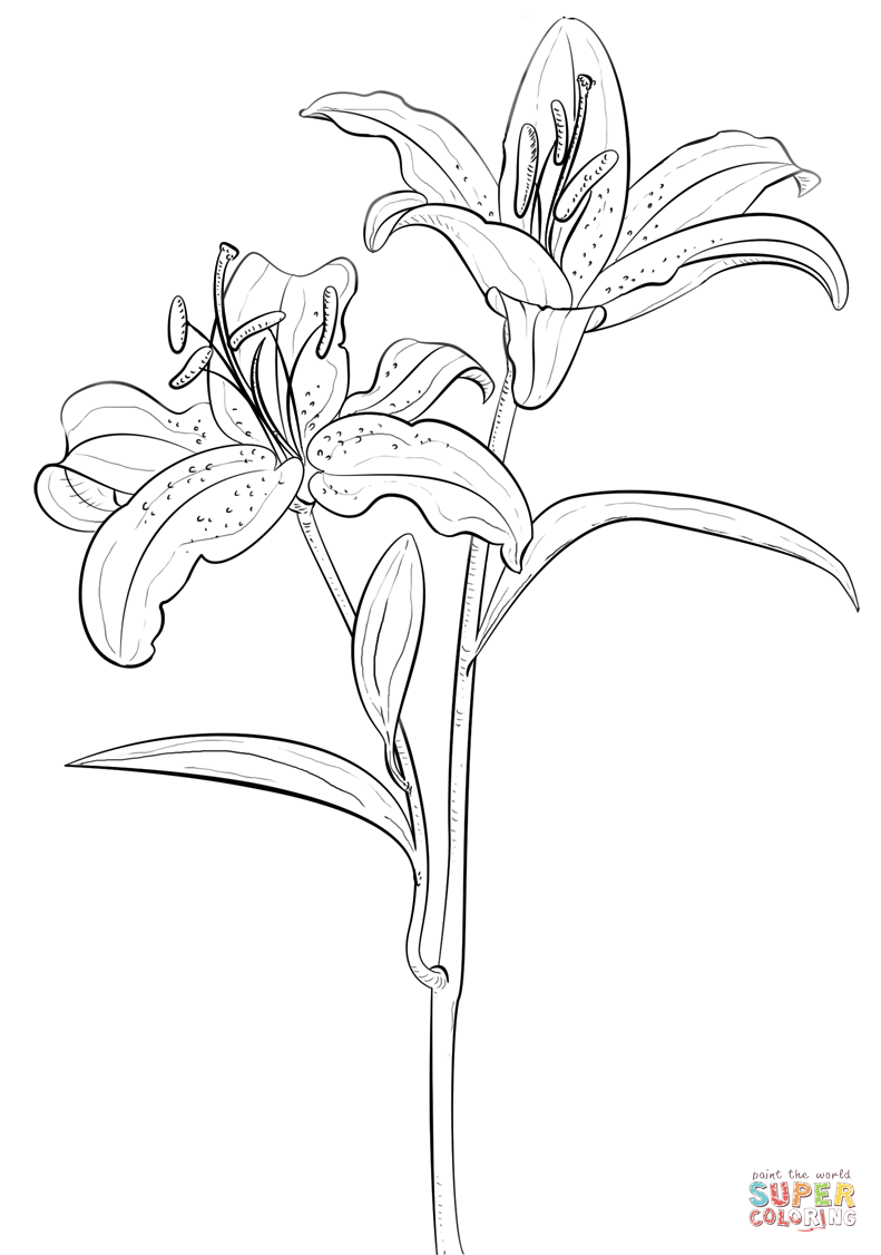 Tiger lily coloring page free printable coloring pages