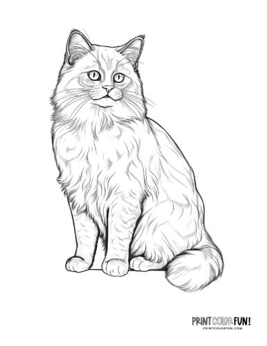 Paws play cat coloring pages craft fun more at