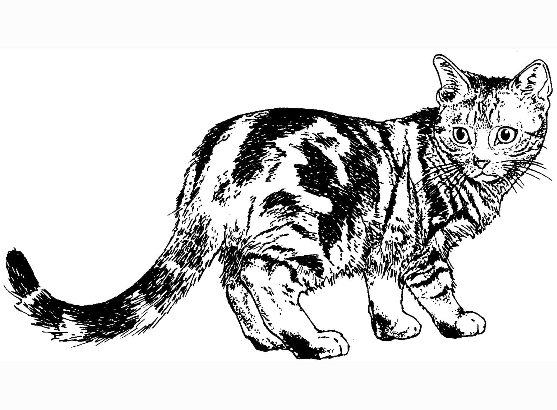 Download tell your cat coloring pictures