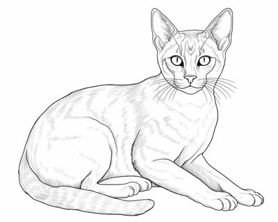 Realistic cats pages