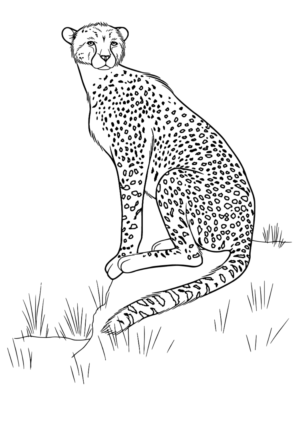 Free printable cheetah real coloring page for adults and kids