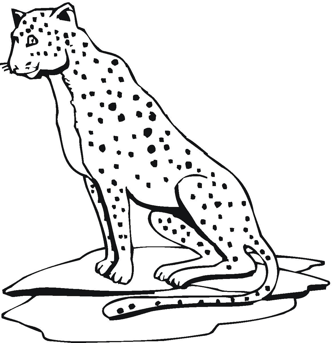 Free printable cheetah coloring pages for kids