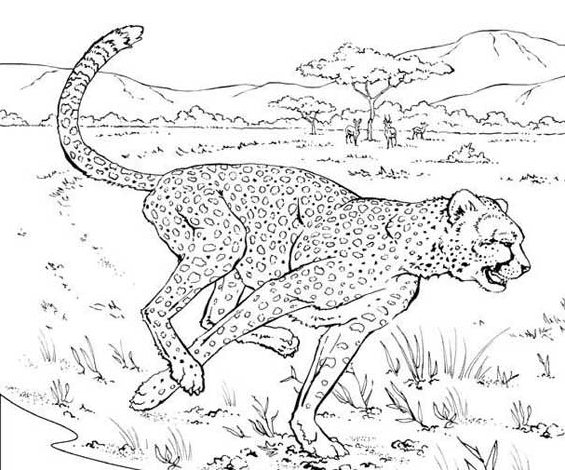 Cheetah running coloring pages