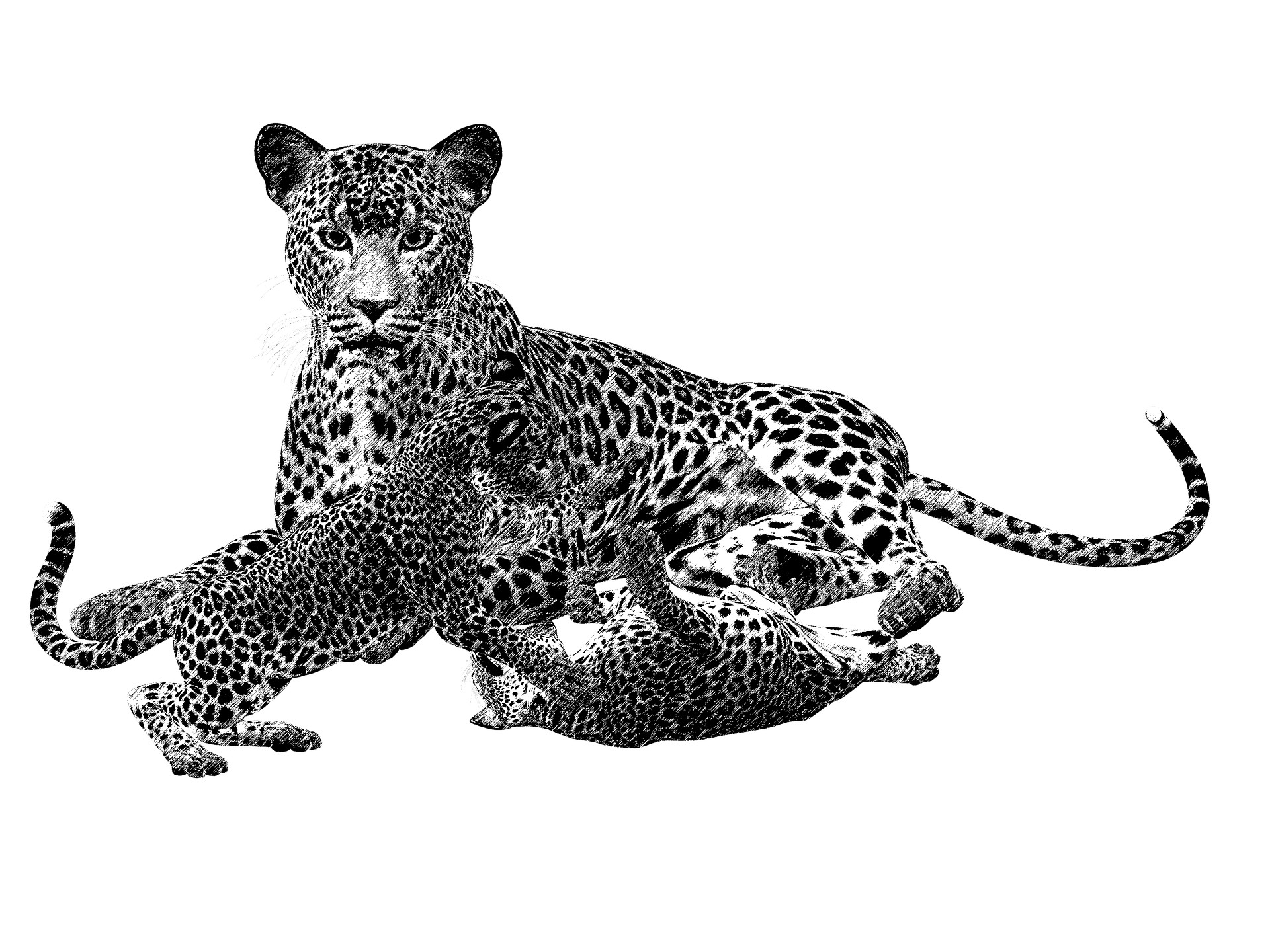 Realistic cheetah coloring page with cubs