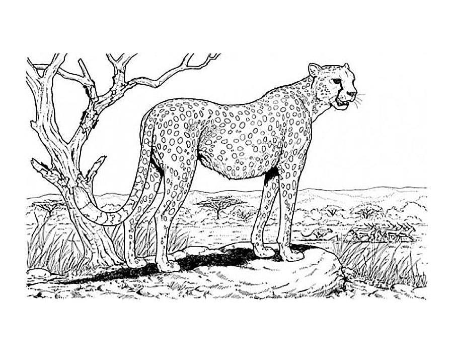 Leopard coloring pages printable for free download