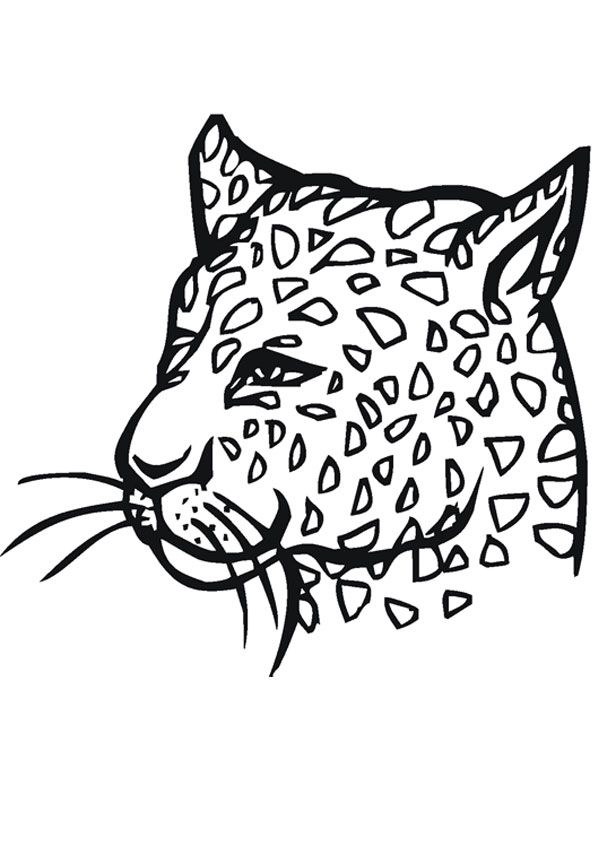 Coloring pages cheetah coloring page