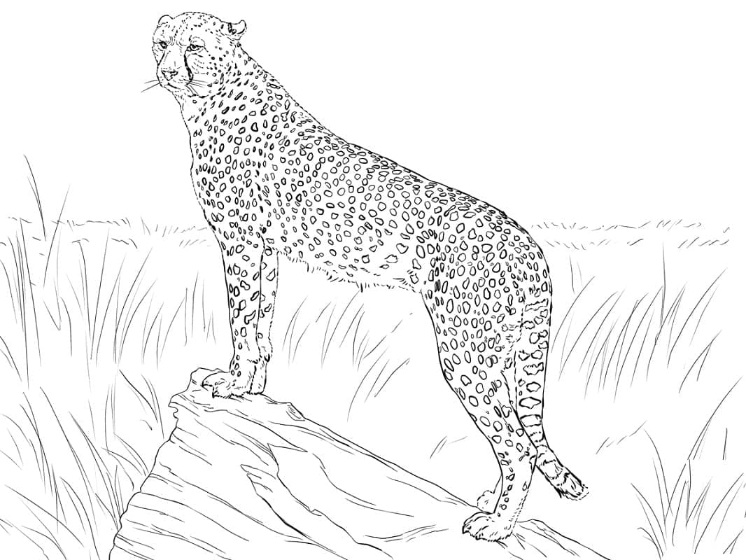 Realistic cheetah coloring page