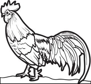 Realistic chicken coloring page chicken coloring chicken coloring pages animal coloring pages