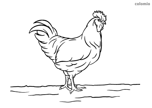 Chicken coloring pages free printable chick coloring sheets