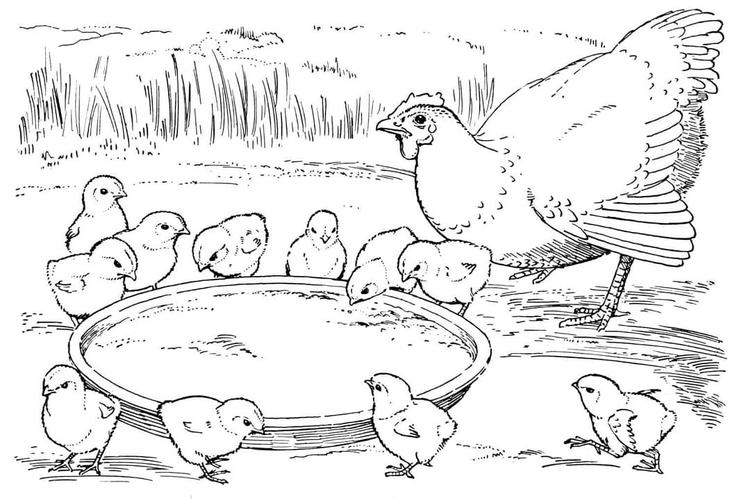 Mother hen and chicks coloring page