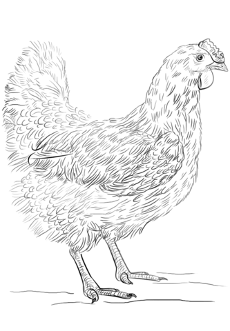 Hen coloring page free printable coloring pages