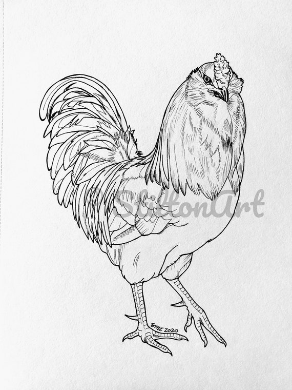 Ameraucana or easter egger rooster digital coloring page instant download