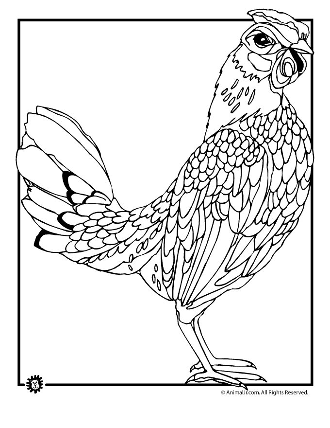 Chicken coloring pages realistic chicken coloring page â animal jr animal coloring pages monster coloring pages chicken coloring pages