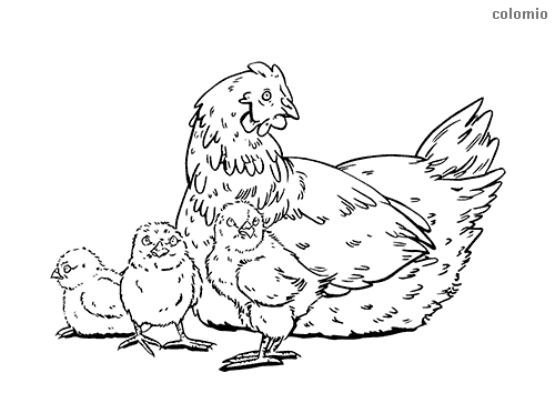 Chicken coloring pages free printable chick coloring sheets