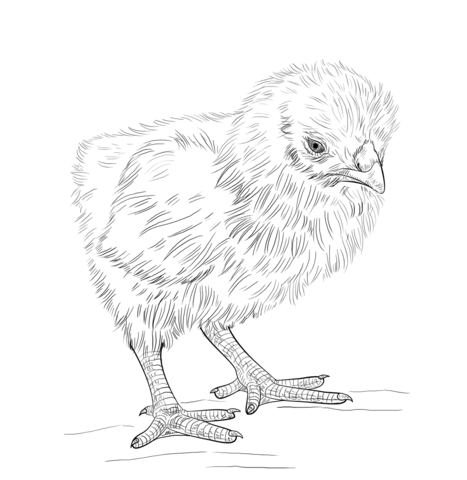 Baby chick coloring page free printable coloring pages