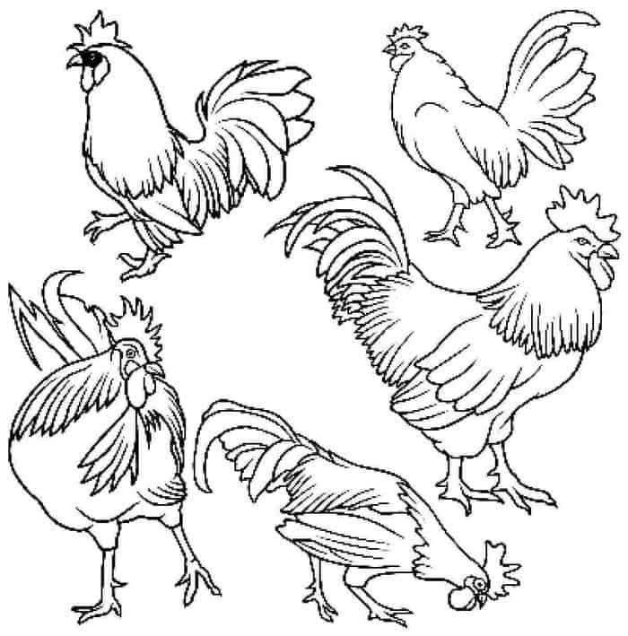 Realistic chicken coloring pages chicken coloring pages chicken coloring animal coloring pages