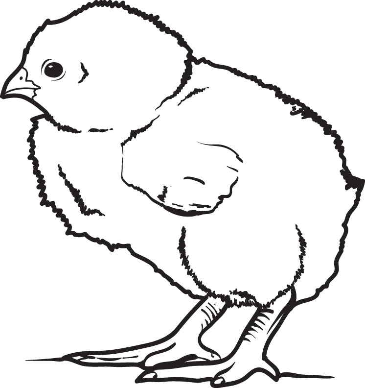 Printable little baby chick coloring page for kids â