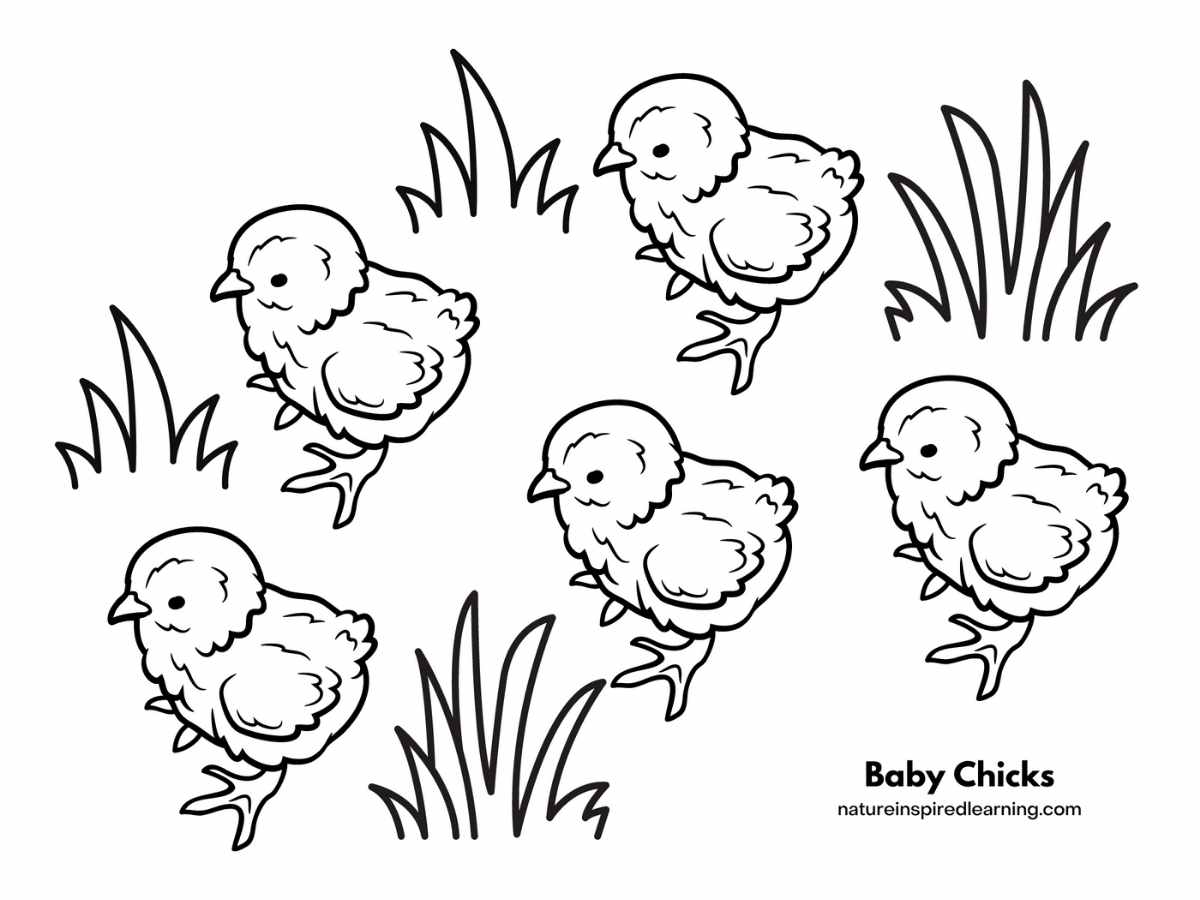 Adorable chicken coloring pages