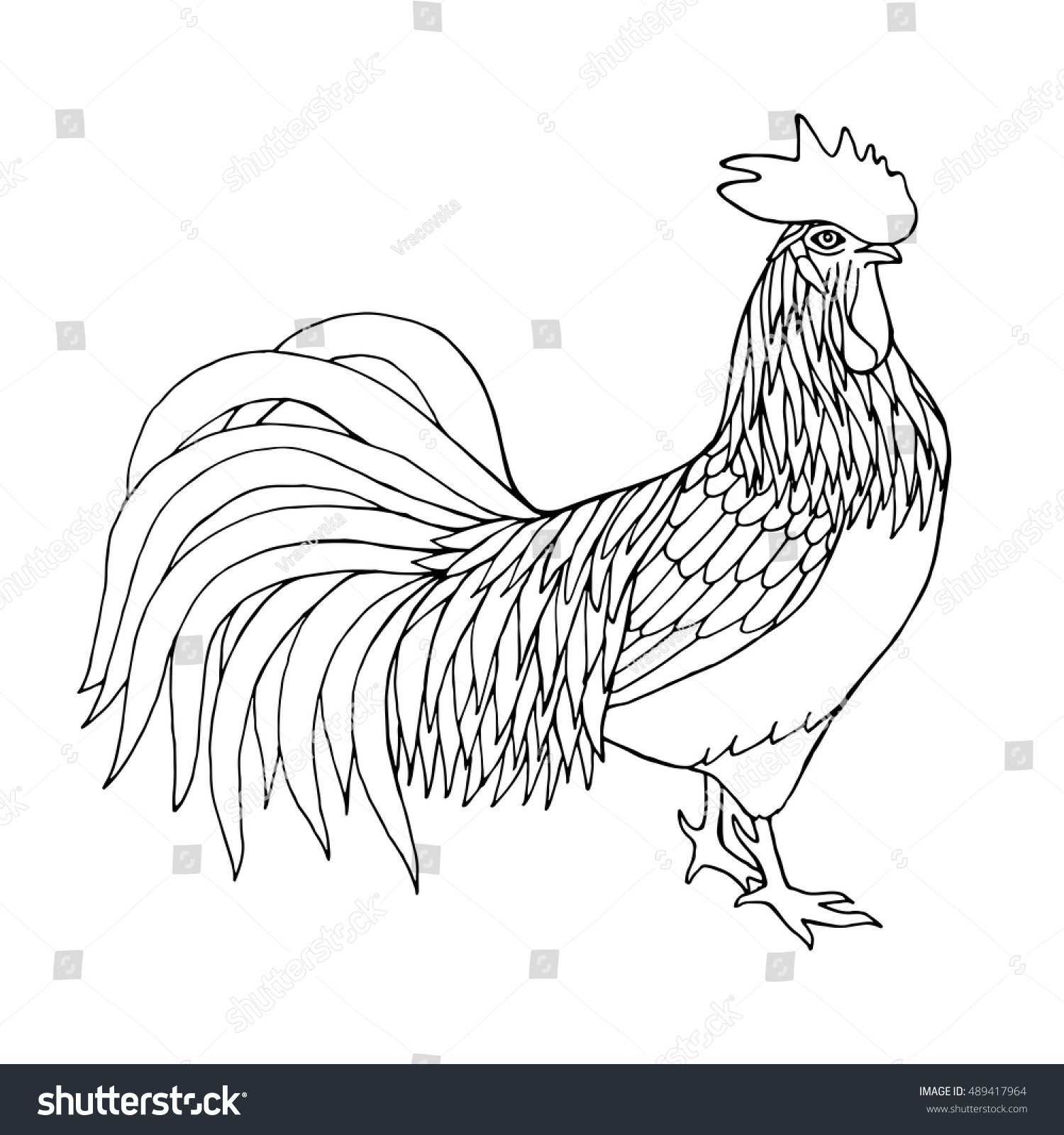 Rooster hand drawn illustration coloring page stock vector royalty free