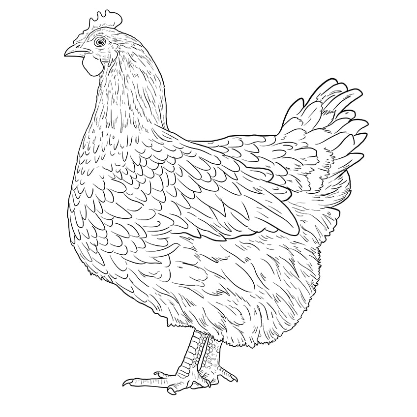 How to draw a chicken