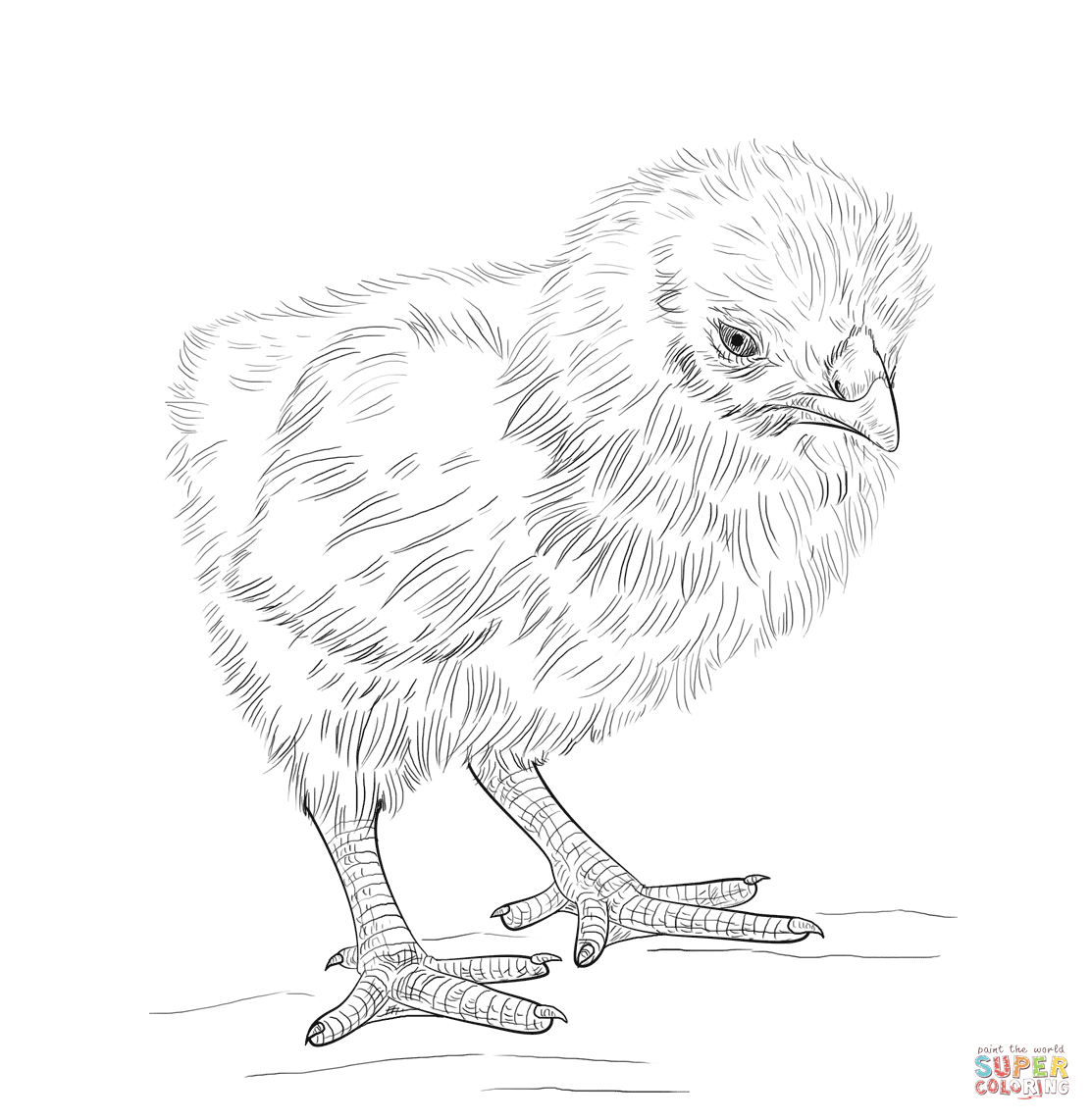 Baby chick coloring page free printable coloring pages