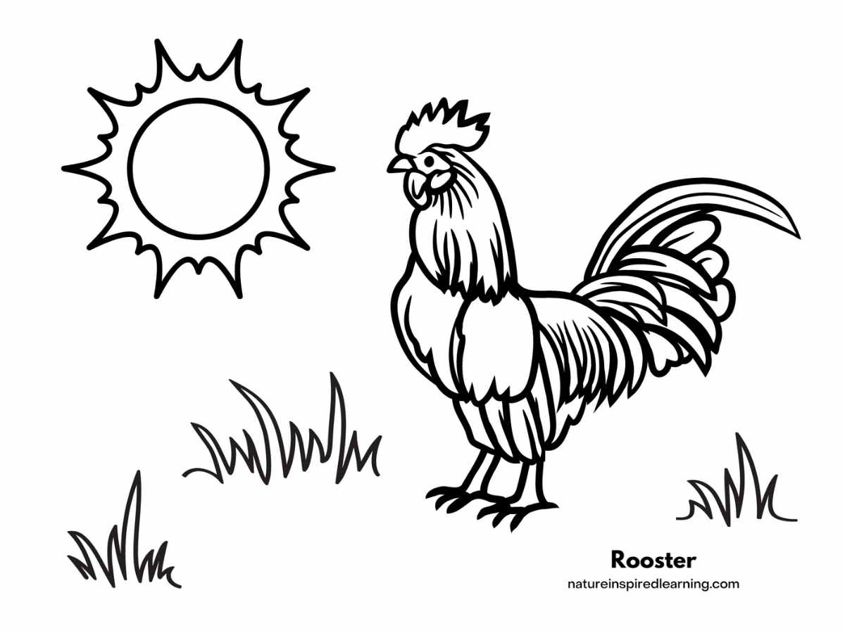 Adorable chicken coloring pages