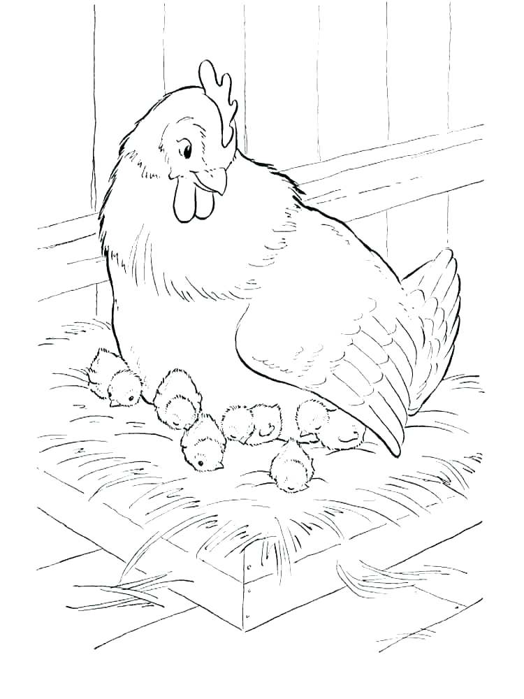 Chicken coloring pages