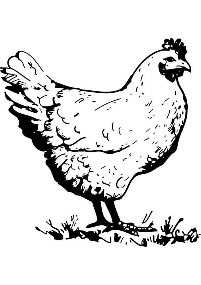 Chicken coloring pages free personalizable coloring pages