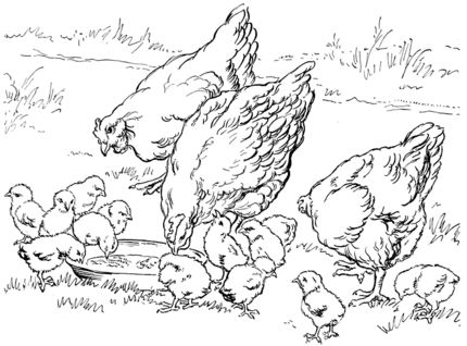 Mother hens and baby chicken coloring page supercoloring farm animal coloring pages chicken coloring pages animal coloring pages