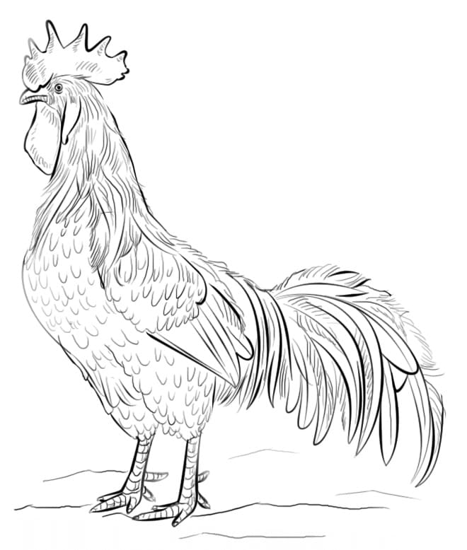 Rooster for free coloring page