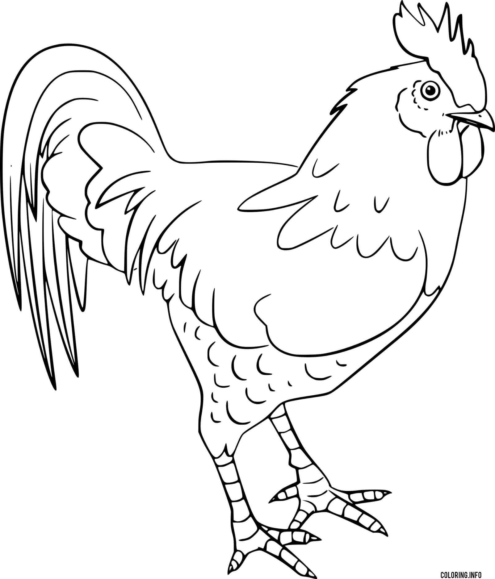 Realistic rooster coloring page printable