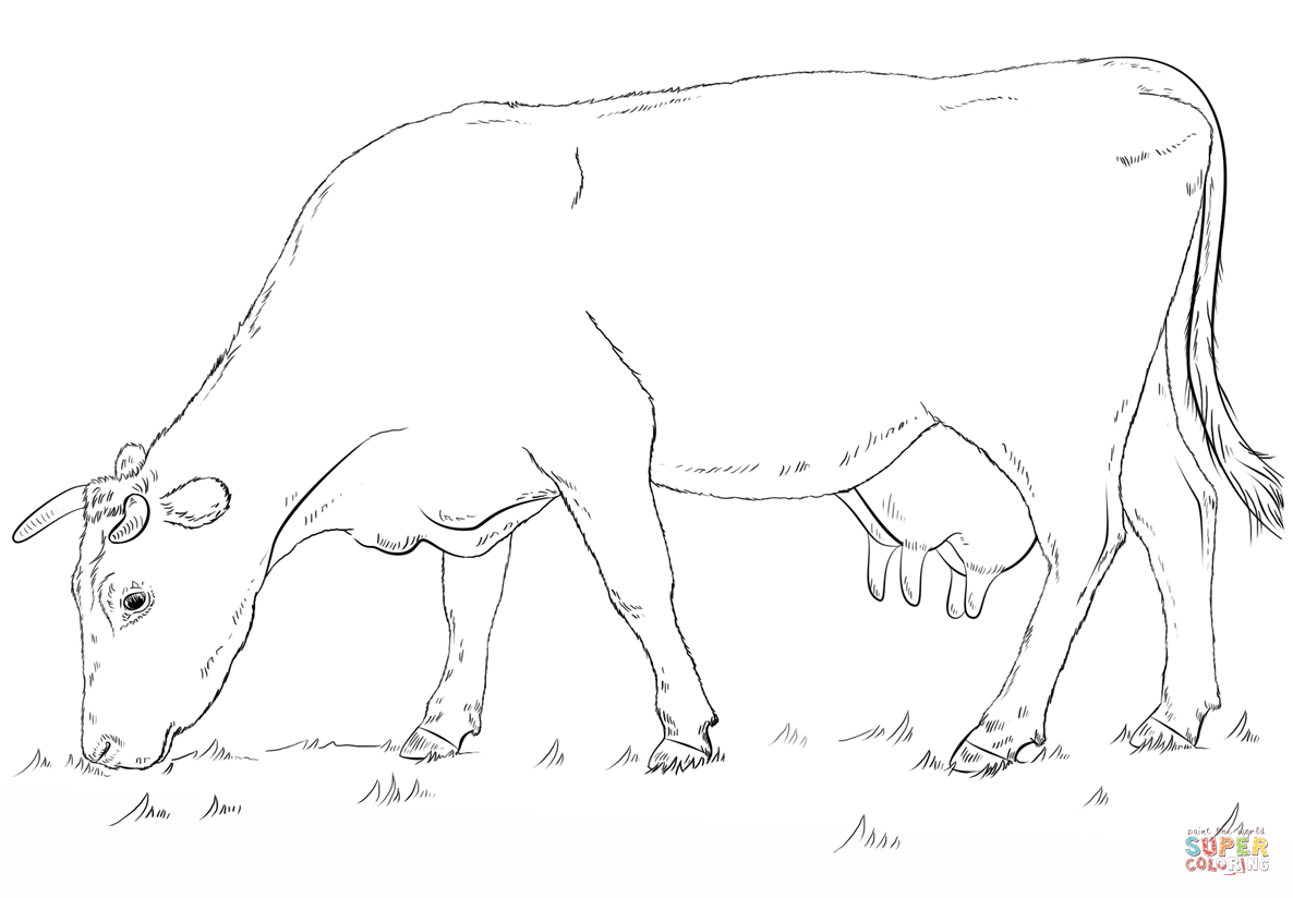 Grazing cow coloring page free printable coloring pages