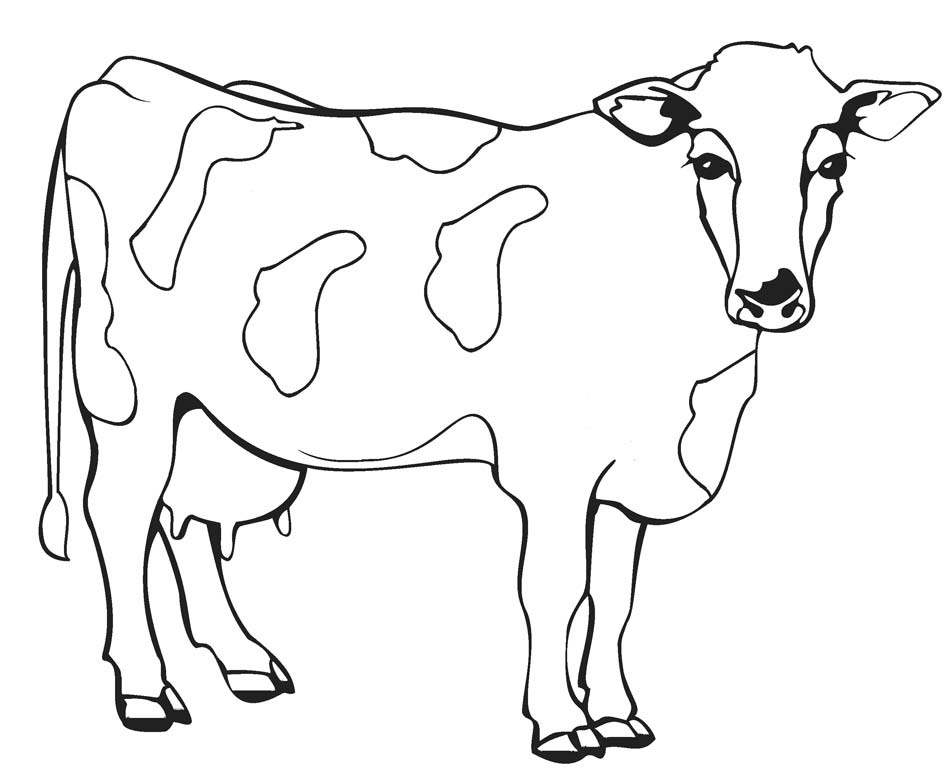 Realistic cow coloring pages