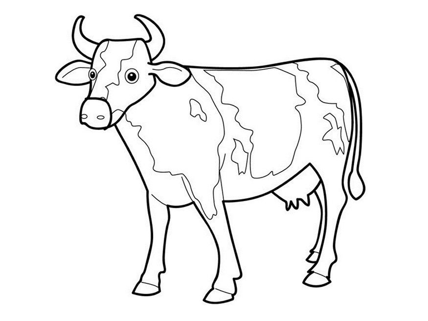 Free printable cow coloring pages for kids cow drawing cow coloring pages cow sketch