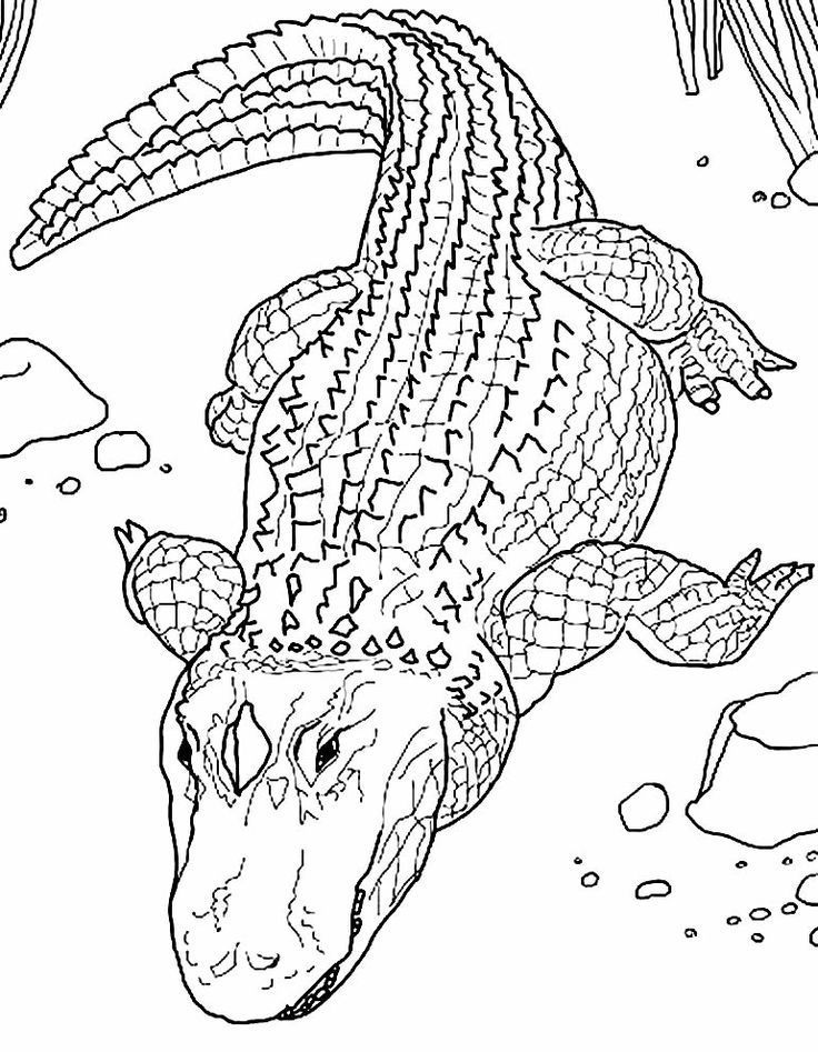 Crocodile coloring page coloring book pages printable coloring pages fish coloring page