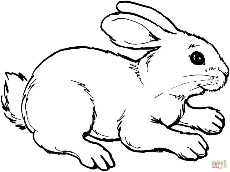 Beautiful image of rabbit coloring pages