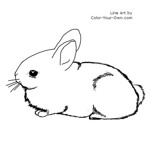 Adorable baby cottontail rabbit bunny coloring page