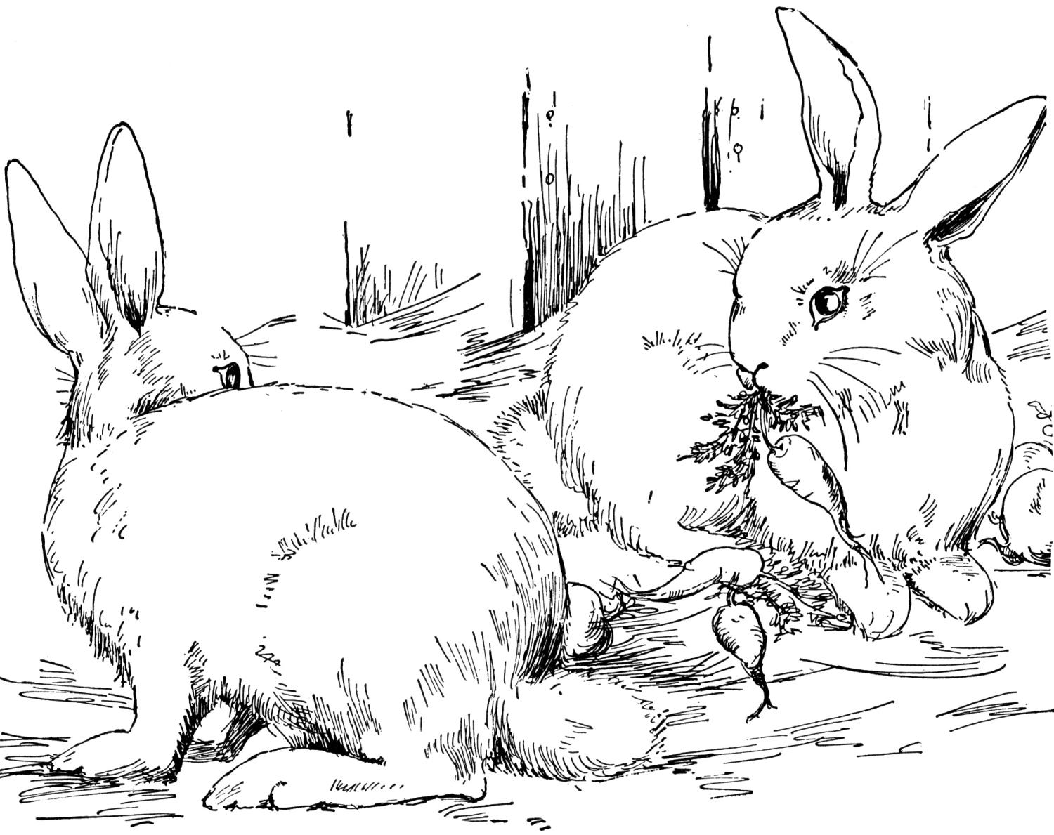 Free rabbit coloring pages