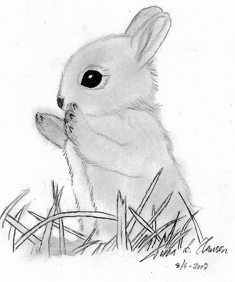 Baby bunny by superzebra on