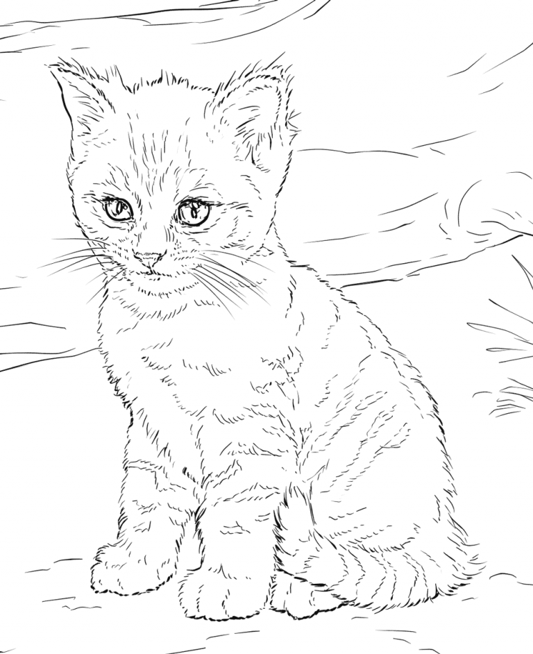 Cat coloring pages for adults