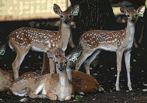 Deer coloring pages from whitetail deer of texas